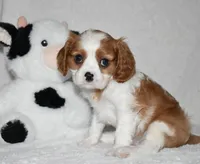 Upton, a male Cavalier King Charles Spaniel for sale in Middlebury, IN – 7 of 10