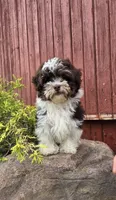 Luka, a male Poodle - Miniature  and Havapoo for sale in Middlebury, IN – 2 of 9