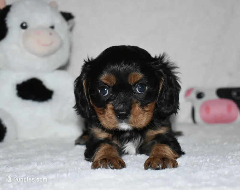 Uzi – Cavalier King Charles Spaniel puppy for sale in Middlebury, IN