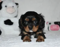 Uzi, a male Cavalier King Charles Spaniel for sale in Middlebury, IN – 1 of 6