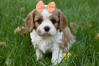 Vera, a female Cavalier King Charles Spaniel for sale in Middlebury, IN – 5 of 10