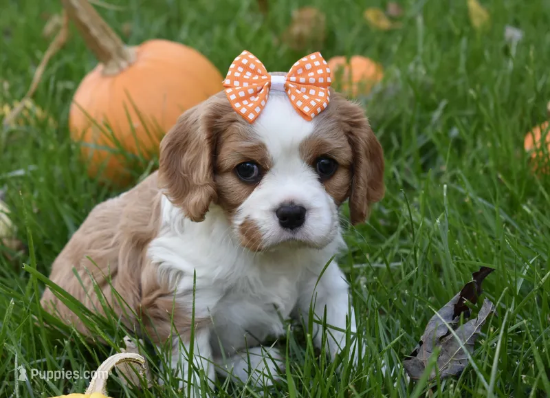 Vera – Cavalier King Charles Spaniel puppy for sale in Middlebury, IN