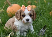 Vera, a female Cavalier King Charles Spaniel for sale in Middlebury, IN – 1 of 10