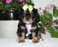 Tara, a female Cavalier King Charles Spaniel for sale in Middlebury, IN – 6 of 8