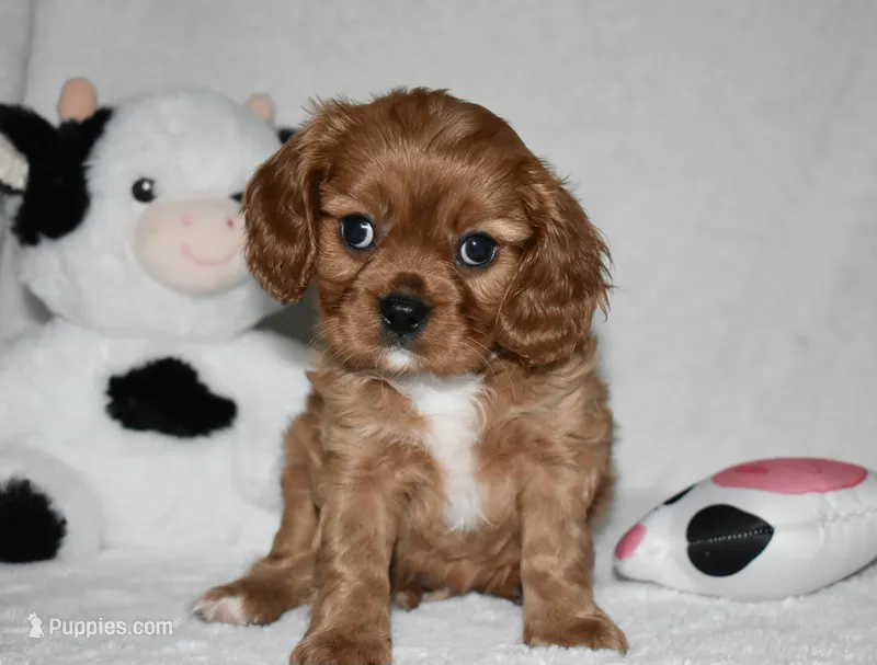 URI – Cavalier King Charles Spaniel puppy for sale in Middlebury, IN