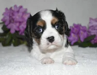 Scout, a male Cavalier King Charles Spaniel for sale in Middlebury, IN – 3 of 10