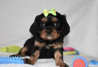 Polly, a female Cavalier King Charles Spaniel for sale in Middlebury, IN – Photo 1 of 6