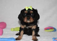 Polly, a female Cavalier King Charles Spaniel for sale in Middlebury, IN – Photo 3 of 6