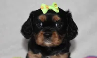 Polly, a female Cavalier King Charles Spaniel for sale in Middlebury, IN – Photo 4 of 6