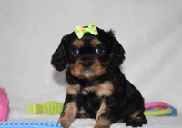 Polly, a female Cavalier King Charles Spaniel for sale in Middlebury, IN – Photo 5 of 6