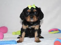 Polly, a female Cavalier King Charles Spaniel for sale in Middlebury, IN – Photo 2 of 6