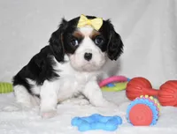 Princess, a female Cavalier King Charles Spaniel for sale in Middlebury, IN – Photo 3 of 6