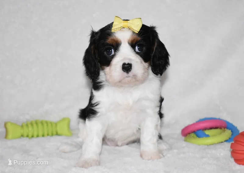 Princess – Cavalier King Charles Spaniel puppy for sale in Middlebury, IN