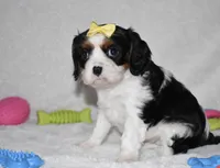 Princess, a female Cavalier King Charles Spaniel for sale in Middlebury, IN – Photo 5 of 6