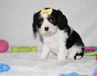 Princess, a female Cavalier King Charles Spaniel for sale in Middlebury, IN – Photo 2 of 6