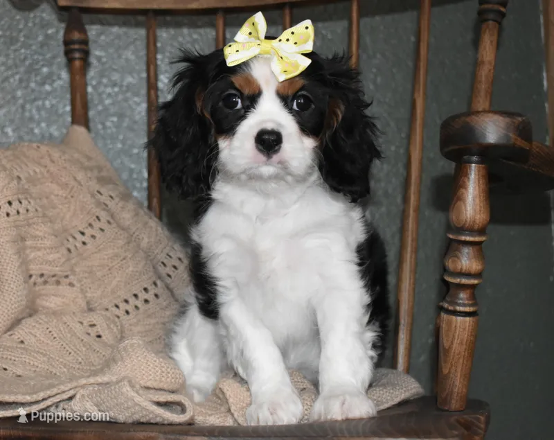 Princess – Cavalier King Charles Spaniel puppy for sale in Middlebury, IN