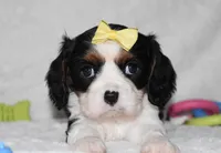 Princess, a female Cavalier King Charles Spaniel for sale in Middlebury, IN – Photo 6 of 6