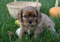 Victor, a male Cavalier King Charles Spaniel for sale in Middlebury, IN – 4 of 10