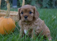 Vincent, a male Cavalier King Charles Spaniel for sale in Middlebury, IN – 3 of 10