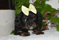 Tori, a female Cavalier King Charles Spaniel for sale in Middlebury, IN – 4 of 9