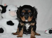Uzi, a male Cavalier King Charles Spaniel for sale in Middlebury, IN – 6 of 6