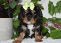 Tara, a female Cavalier King Charles Spaniel for sale in Middlebury, IN – 2 of 8