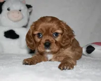 URI, a male Cavalier King Charles Spaniel for sale in Middlebury, IN – 6 of 10
