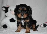 Uzi, a male Cavalier King Charles Spaniel for sale in Middlebury, IN – 5 of 6