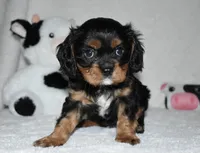 Uzi, a male Cavalier King Charles Spaniel for sale in Middlebury, IN – 2 of 6