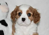 Ulysses , a male Cavalier King Charles Spaniel for sale in Middlebury, IN – 3 of 8