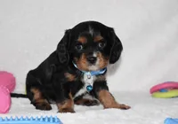 Parker, a male Cavalier King Charles Spaniel for sale in Middlebury, IN – Photo 5 of 6