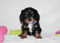 Parker, a male Cavalier King Charles Spaniel for sale in Middlebury, IN – Photo 2 of 6