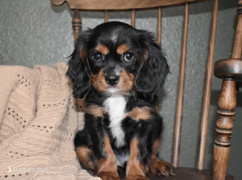 Parker – Cavalier King Charles Spaniel puppy for sale in Middlebury, IN