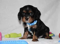 Parker, a male Cavalier King Charles Spaniel for sale in Middlebury, IN – Photo 1 of 6