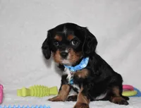 Parker, a male Cavalier King Charles Spaniel for sale in Middlebury, IN – Photo 3 of 6