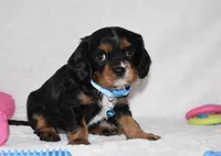 Parker, a male Cavalier King Charles Spaniel for sale in Middlebury, IN – Photo 4 of 6