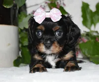 Thelma, a female Cavalier King Charles Spaniel for sale in Middlebury, IN – 7 of 9