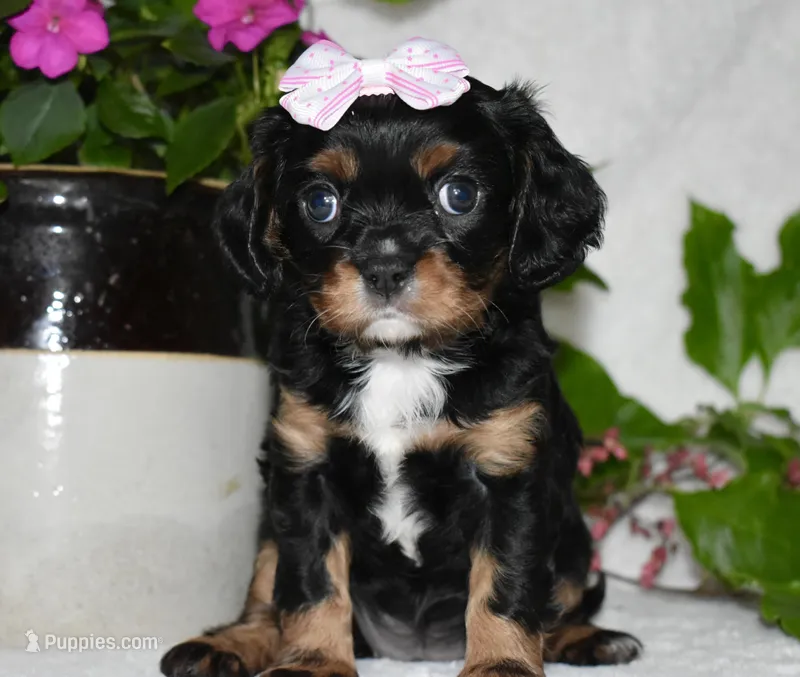 Thelma – Cavalier King Charles Spaniel puppy for sale in Middlebury, IN