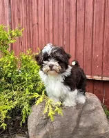Luka, a male Poodle - Miniature  and Havapoo for sale in Middlebury, IN – 3 of 9