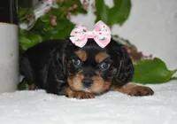 Tessa, a female Cavalier King Charles Spaniel for sale in Middlebury, IN – 4 of 10