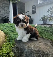 Luka, a male Havapoo for sale in Middlebury, IN – 6 of 8
