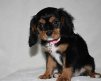 Tara, a female Cavalier King Charles Spaniel for sale in Middlebury, IN – 7 of 10