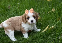 Vera, a female Cavalier King Charles Spaniel for sale in Middlebury, IN – 4 of 10