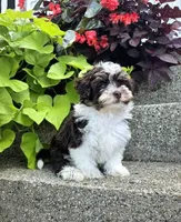 Luka, a male Havapoo for sale in Middlebury, IN – 3 of 8