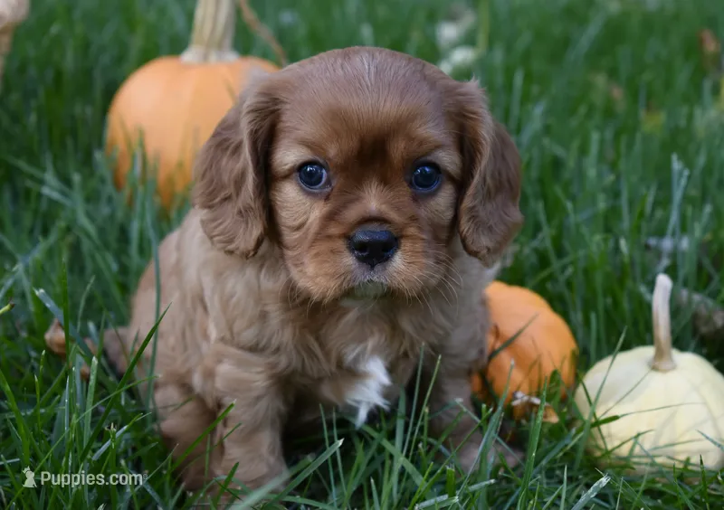 Victor – Cavalier King Charles Spaniel puppy for sale in Middlebury, IN