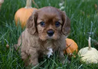 Victor, a male Cavalier King Charles Spaniel for sale in Middlebury, IN – 1 of 10
