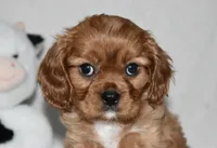 URI, a male Cavalier King Charles Spaniel for sale in Middlebury, IN – 10 of 10
