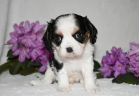Sammy, a male Cavalier King Charles Spaniel for sale in Middlebury, IN – 4 of 8