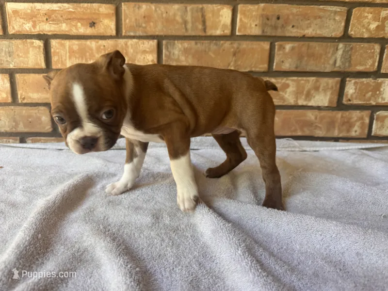 Chiquita – Boston Terrier puppy on hold in Amarillo, TX