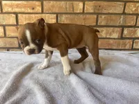 Chiquita, a female Boston Terrier for sale in Amarillo, TX – 1 of 9